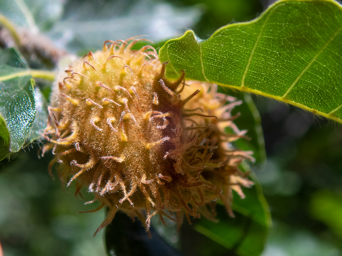 Image of Fagus × taurica specimen.