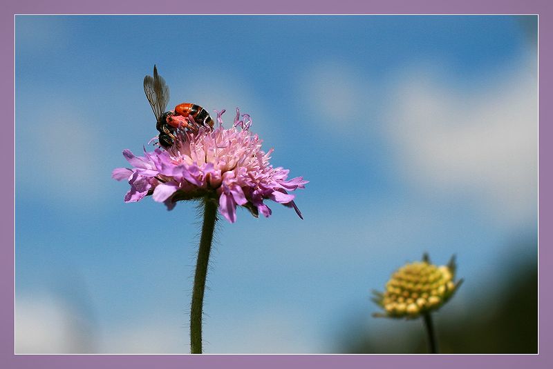 Изображение особи Knautia arvensis.