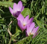 Colchicum speciosum