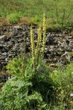 Verbascum nigrum