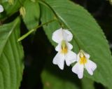 Impatiens parviflora