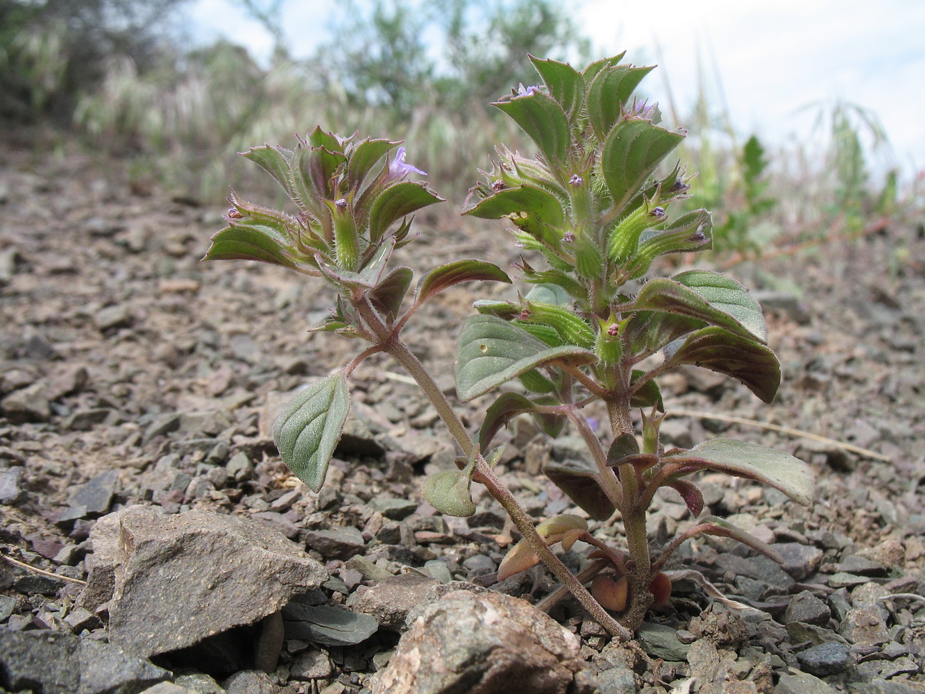 Image of Ziziphora graveolens specimen.