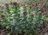 Rhodiola heterodonta