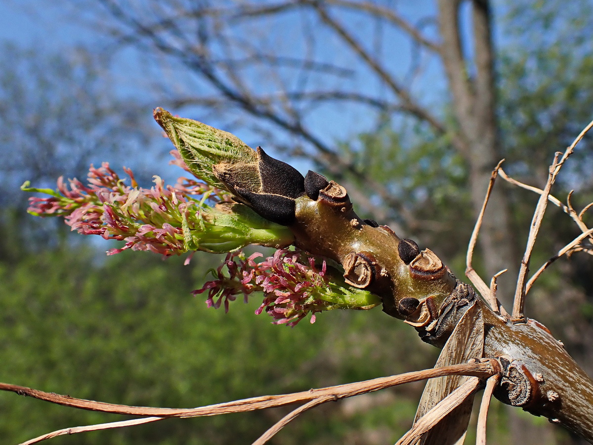 Image of Fraxinus mandshurica specimen.