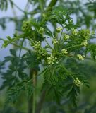 Conium maculatum. Зонтичек соцветия. Московская обл., г. Подольск, усадьба \"Дубровицы\", берег р. Пахра. 16.06.2025.