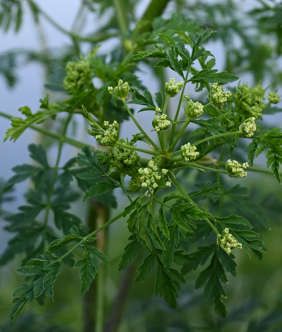 Изображение особи Conium maculatum.