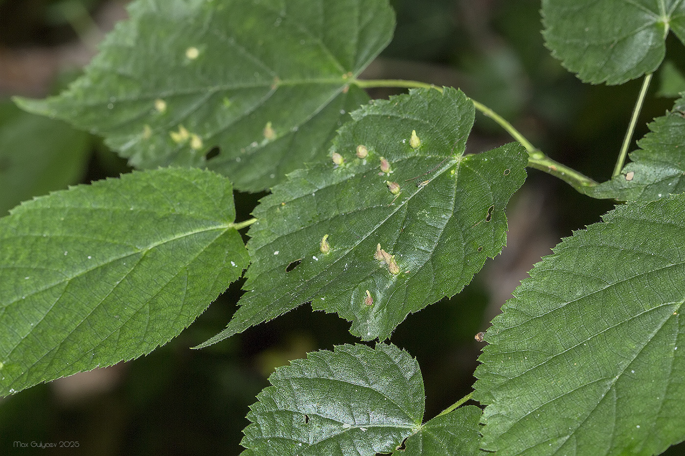 Image of Tilia cordata specimen.