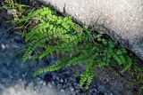 Asplenium trichomanes