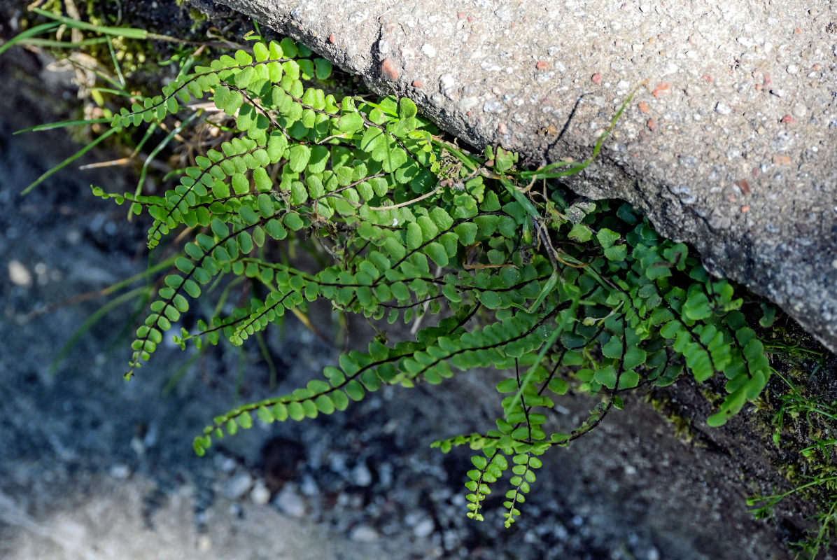 Изображение особи Asplenium trichomanes.