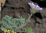 Смотреть изображение Erigeron vagus