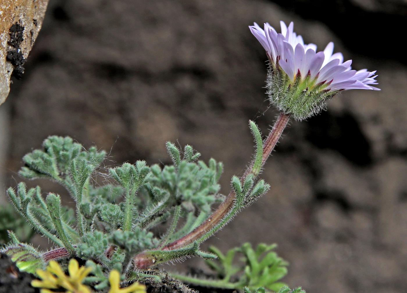 Image of Erigeron vagus specimen.