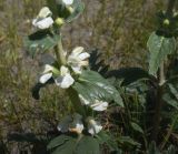 genus Phlomoides. Часть цветущего побега. Турция, ил Агры, подножие горы Арарат, окр. с. Демиртепе, выс. ок. 1520 м н.у.м., берег оз. Шейхли, степь. 20 мая 2025 г.