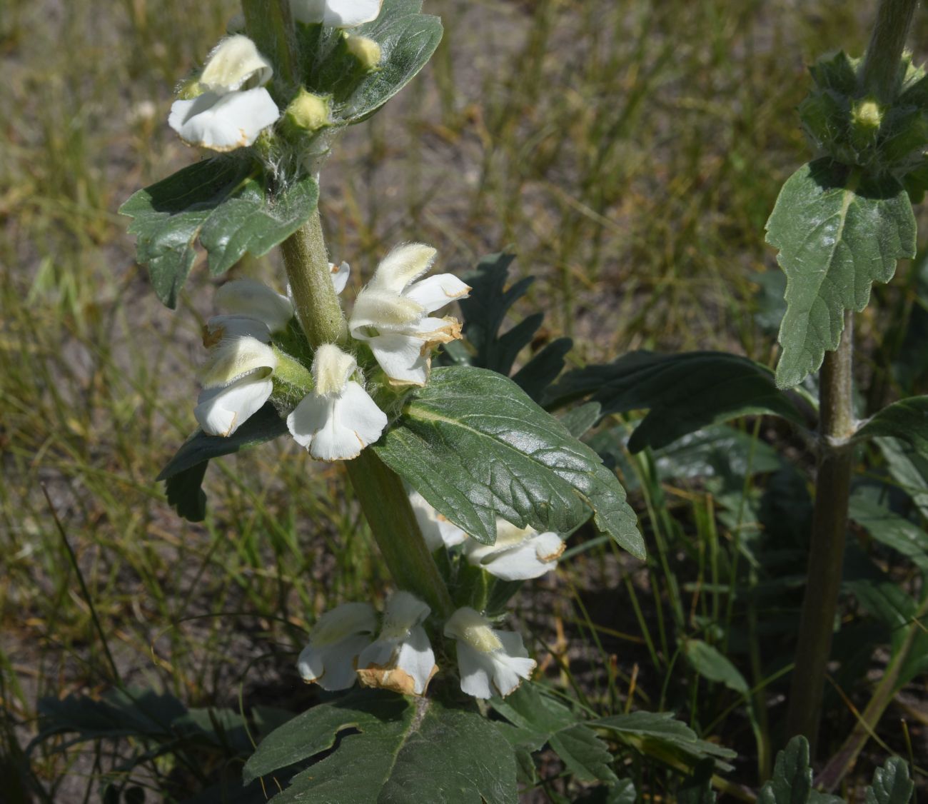 Image of genus Phlomoides specimen.