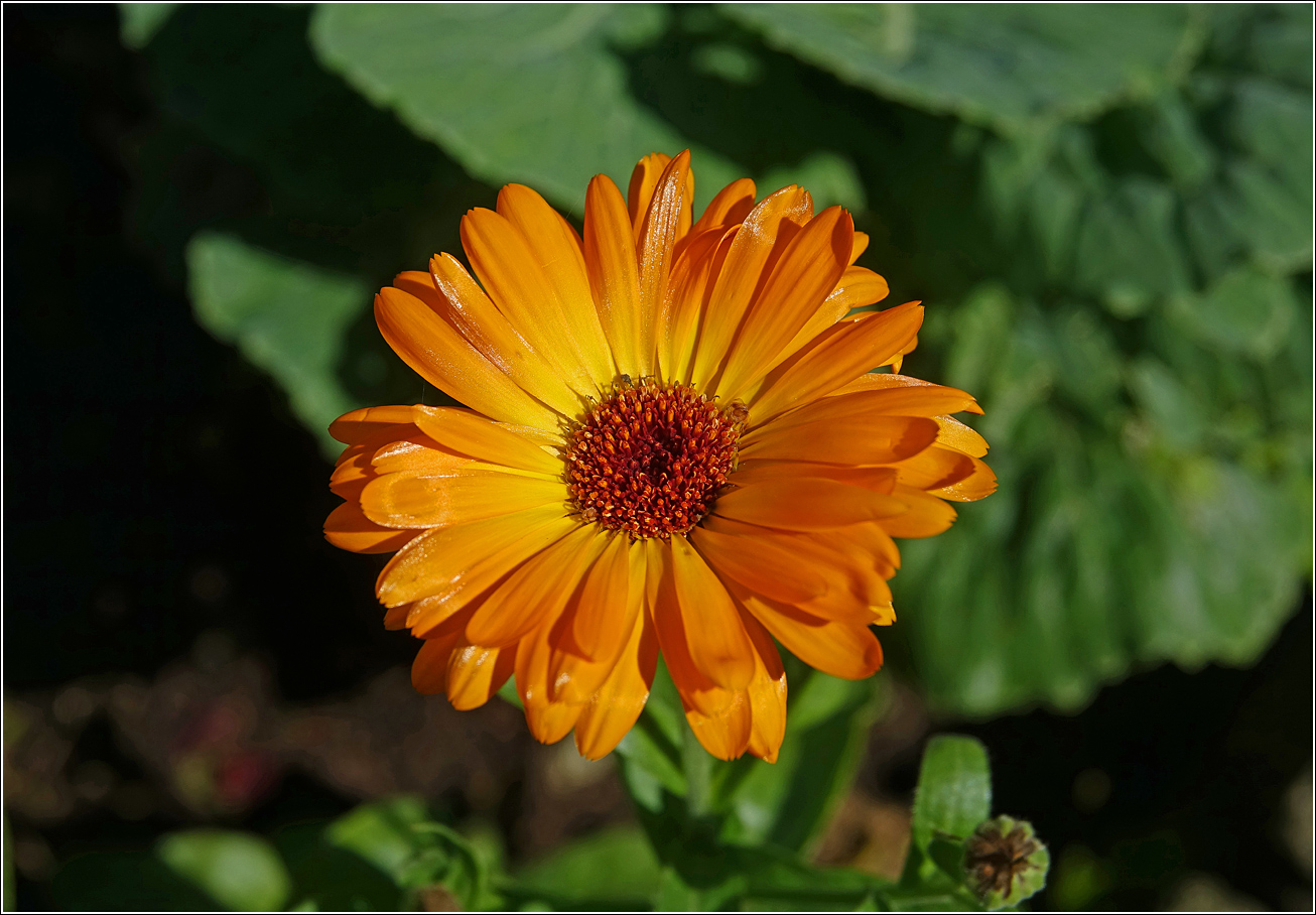 Image of Calendula officinalis specimen.