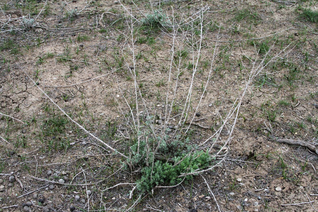 Изображение особи Artemisia sogdiana.