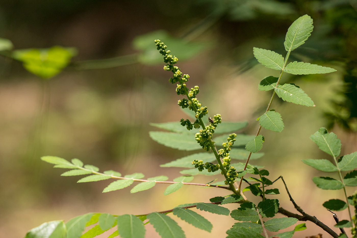 Изображение особи Rhus coriaria.