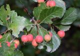 Crataegus macracantha. Часть ветви с соплодием и поврежденными листьями. Узбекистан, г. Ташкент, Ботанический сад им. Ф.Н. Русанова, в культуре. 03.09.2025.