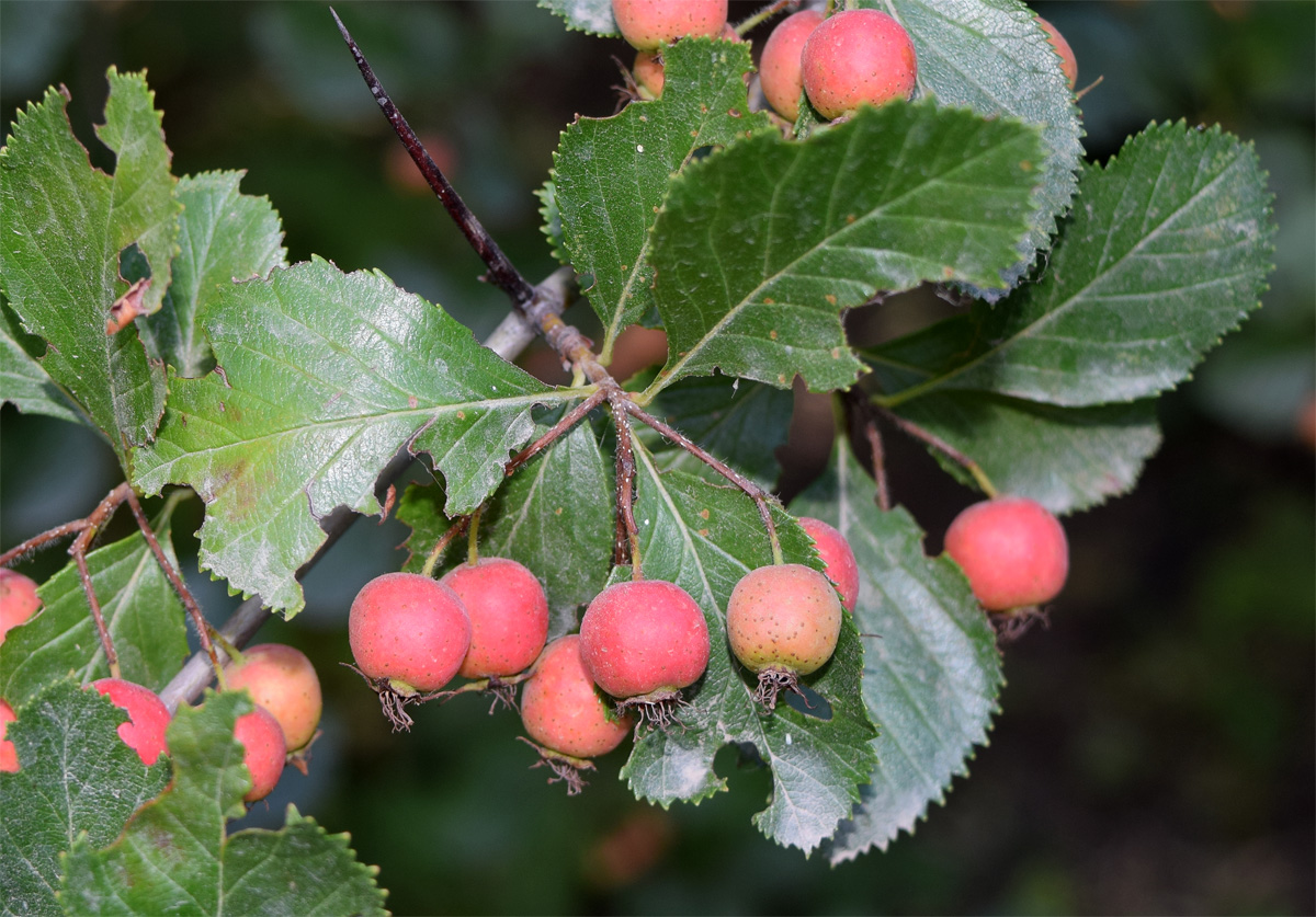Image of Crataegus macracantha specimen.
