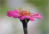 Zinnia elegans