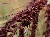Echinochloa caudata. Часть соплодия. Хабаровский край, г. Комсомольск-на-Амуре, зарастающий карьер. 14.09.2025.