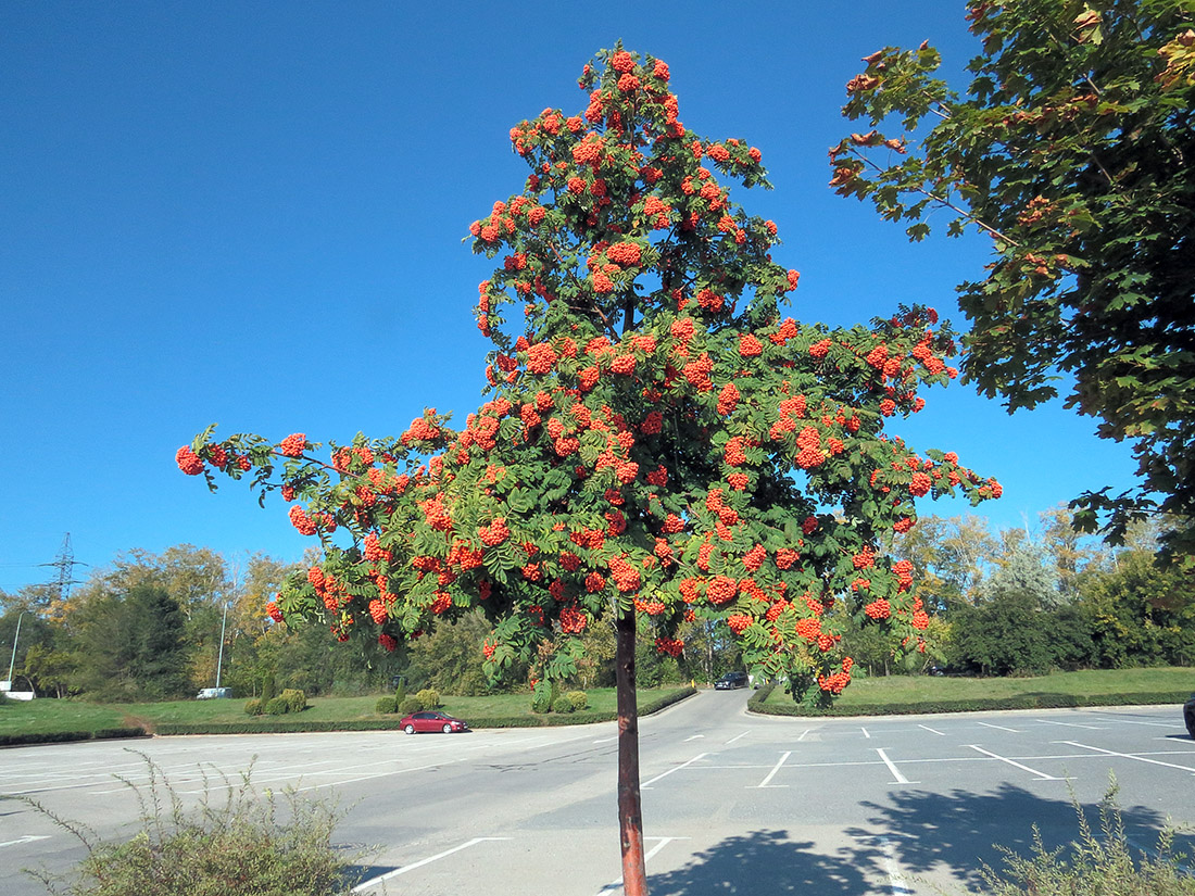 Изображение особи Sorbus aucuparia.