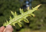 Cirsium gagnidzei