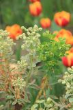 Euphorbia characias