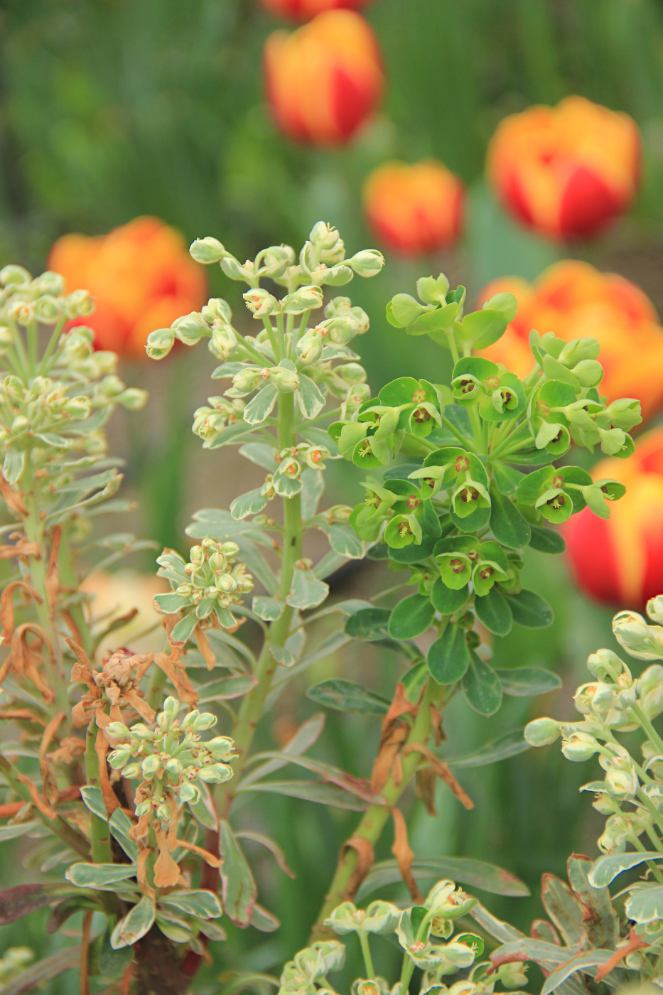 Изображение особи Euphorbia characias.