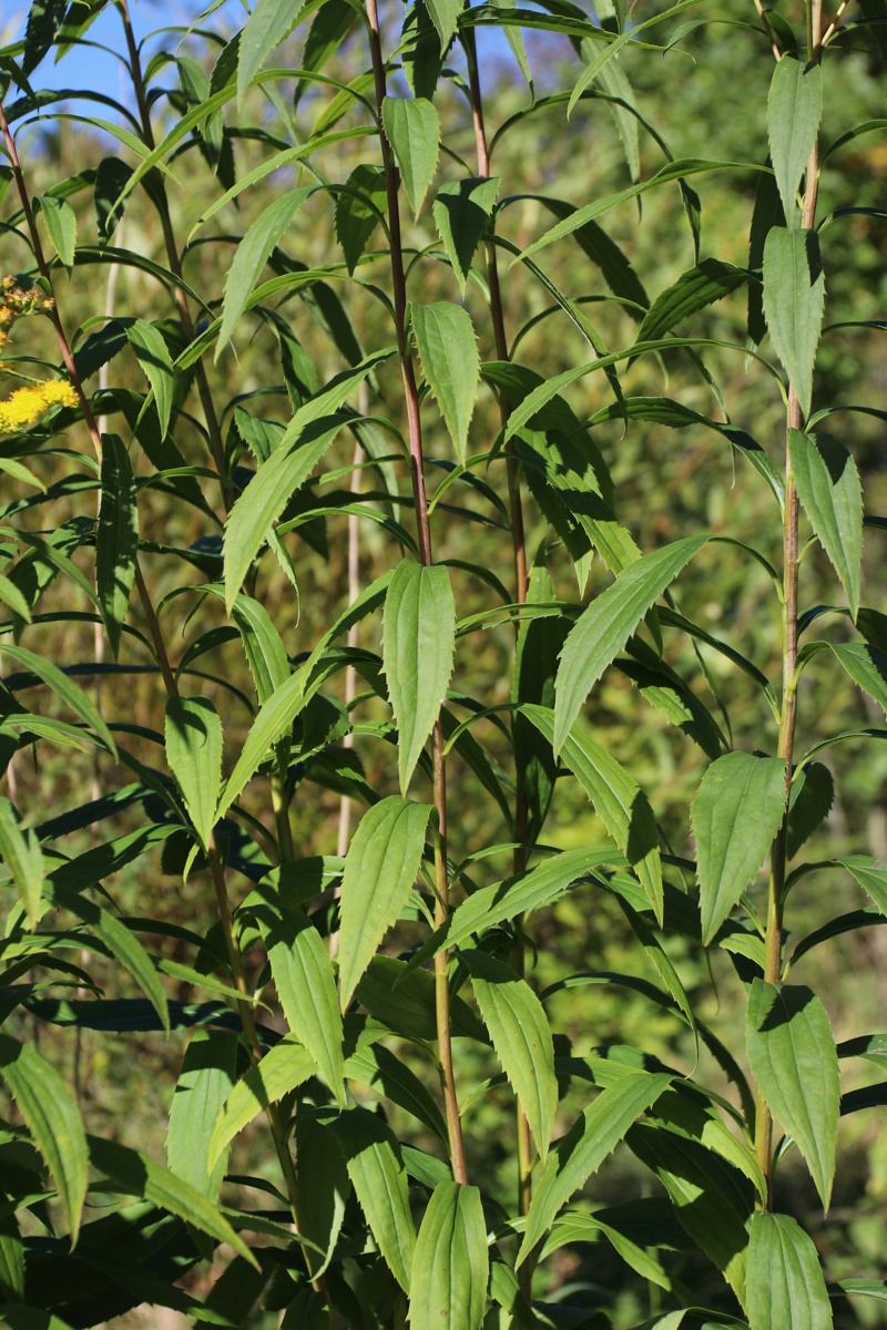 Изображение особи Solidago canadensis.