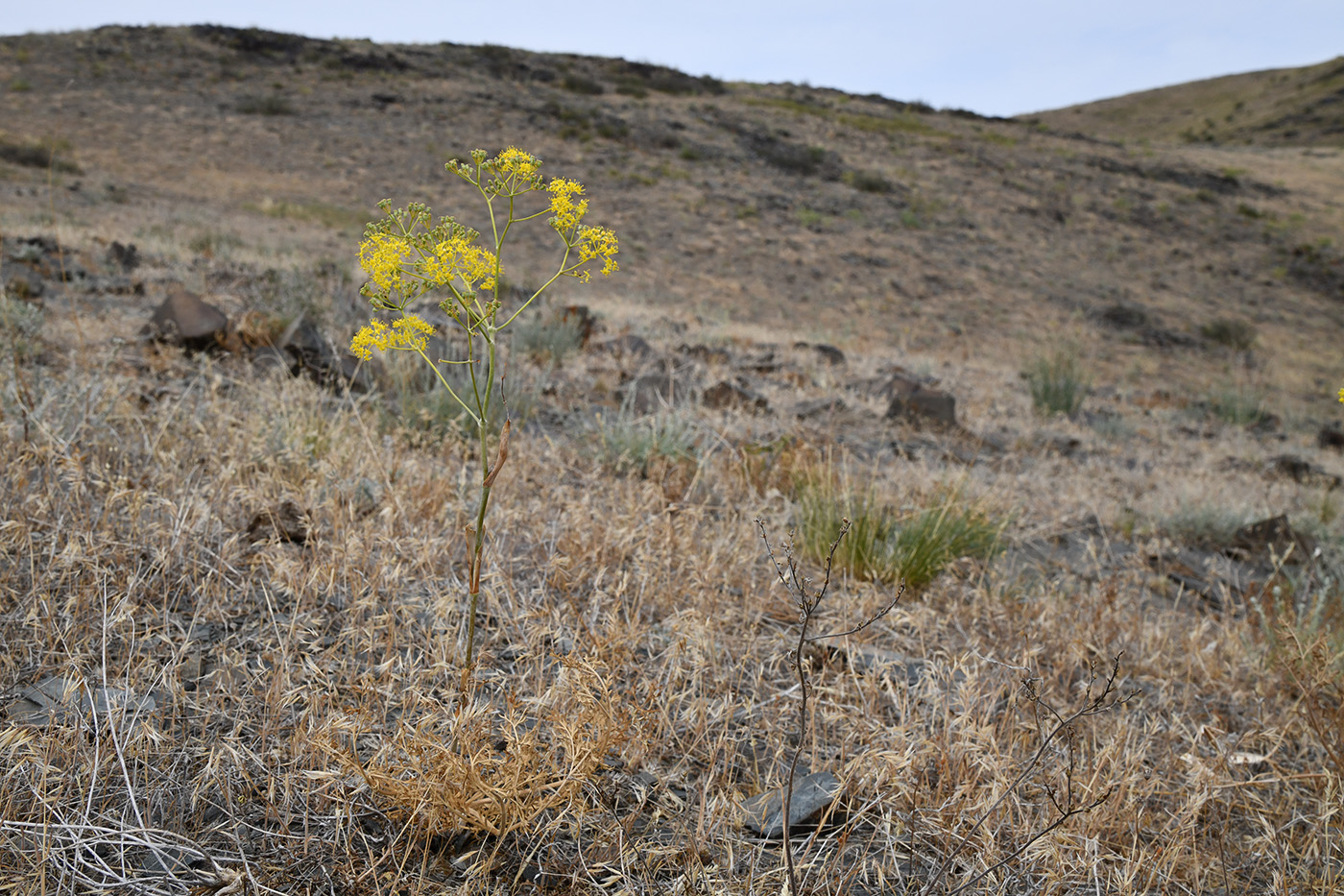 Image of Ferula tschuiliensis specimen.