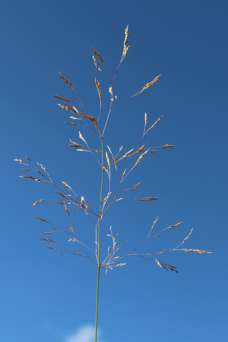 Изображение особи Avenella flexuosa.