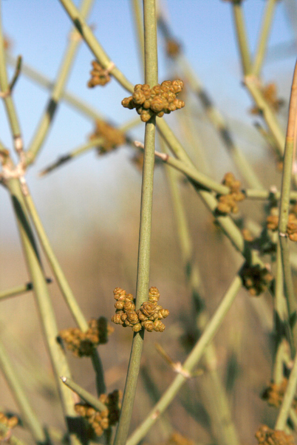 Image of Ephedra strobilacea specimen.