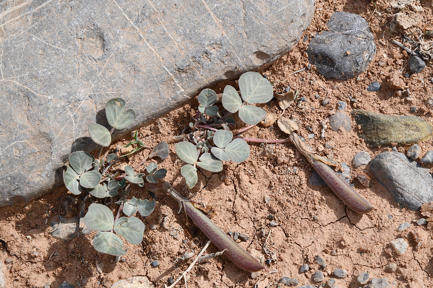 Изображение особи Chesneya ternata.