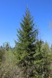 Picea abies. Активно растущее дерево с шишками и микростробилами. Ленинградская обл., Гатчинский р-н, окр. пос. Пудость, заброшенный травертиновый карьер, редкий травяной ельник. 21.05.2025.