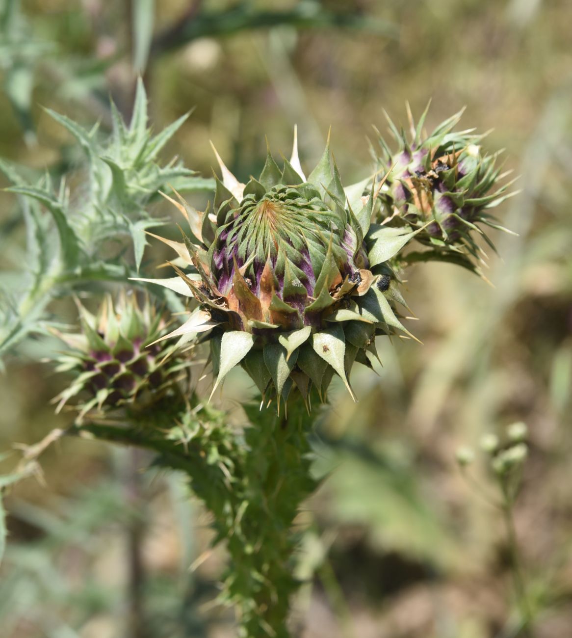 Image of Onopordum carduchorum specimen.