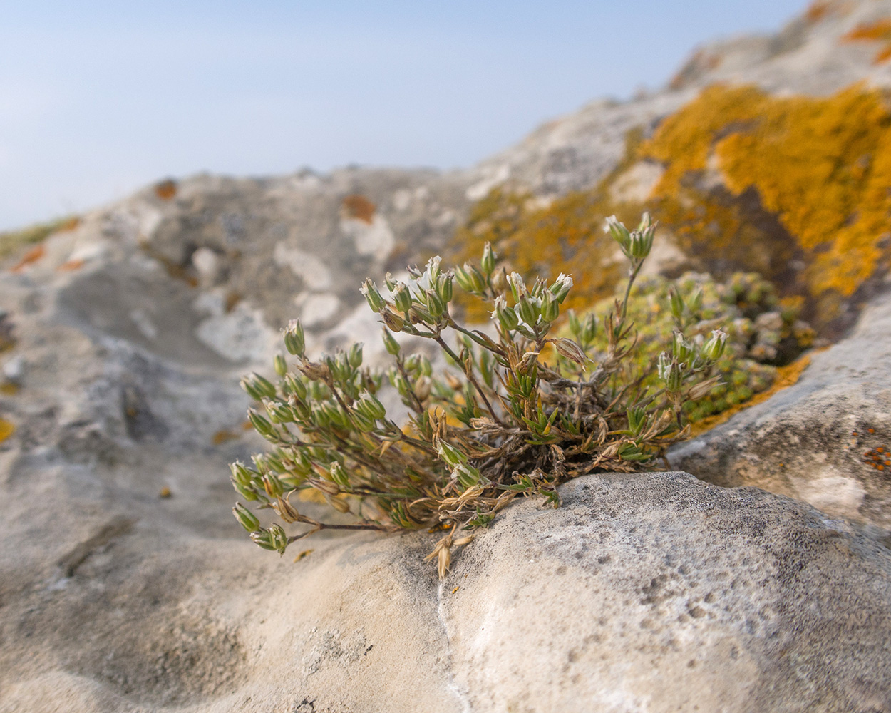 Image of Minuartia oreina specimen.