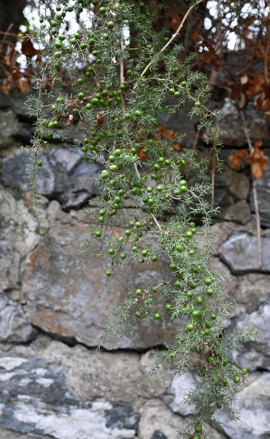 Изображение особи Asparagus acutifolius.