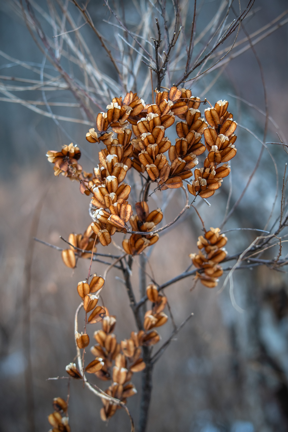 Image of Dioscorea nipponica specimen.