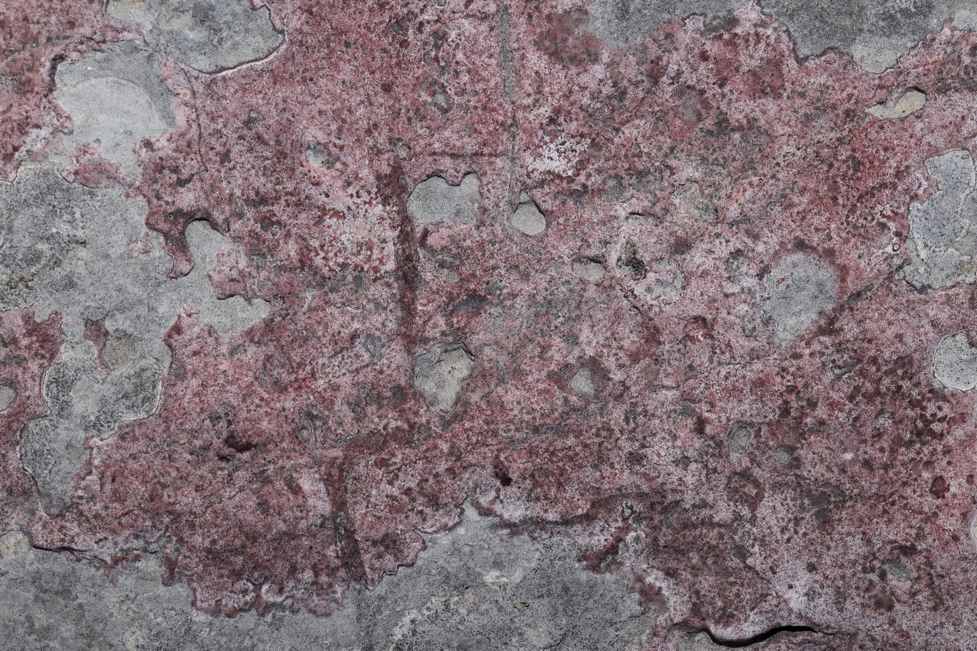 Image of Bagliettoa marmorea specimen.