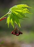 Acer pseudosieboldianum. Верхушка побега с соцветием. Южное Приморье, Чёрные горы, заповедник \"Кедровая падь\", дол. р. Кедровая. 14.05.2009.