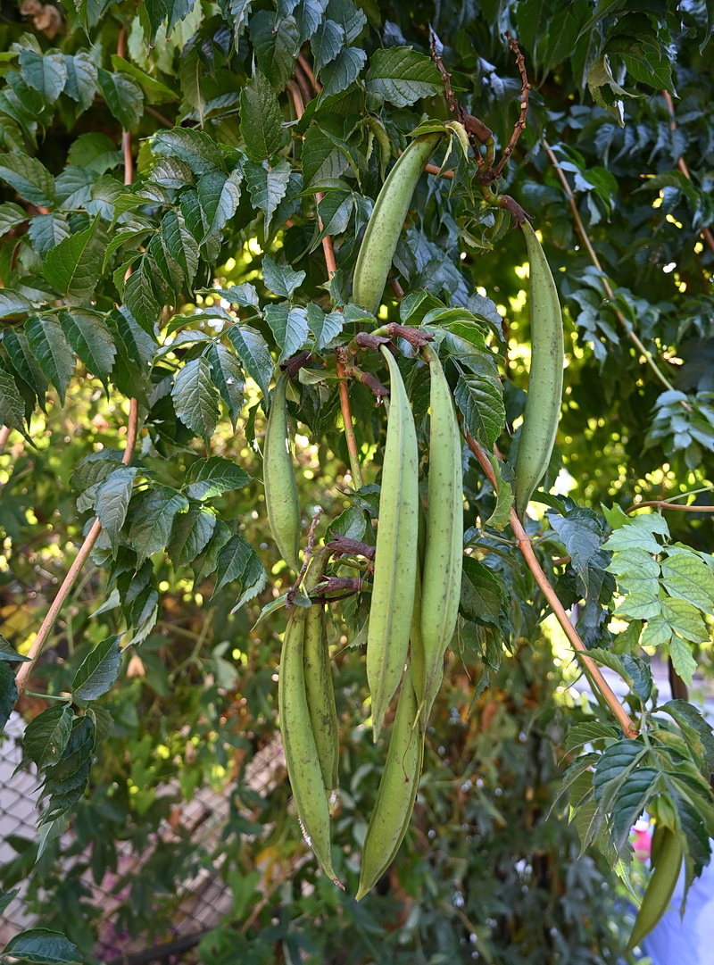Изображение особи Campsis radicans.