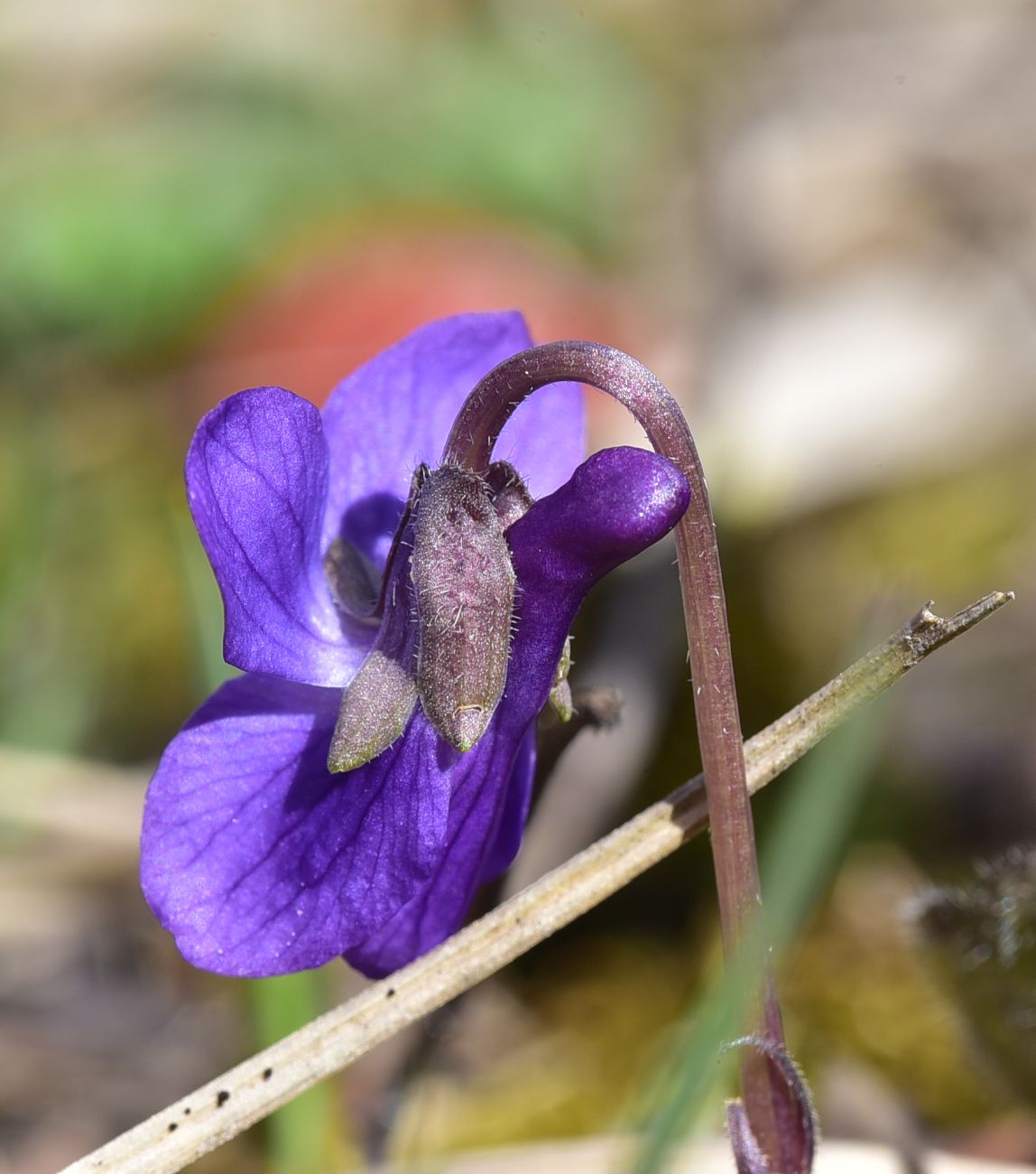 Изображение особи Viola suavis.