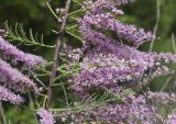 Tamarix gallica. Часть ветви с соцветиями. Испания, Каталония, пров. Жирона, комарка Баш Эмпорда, муниципалитет Пальс, берег оросительного канала rec del Molí de Pals. 23.04.2026.