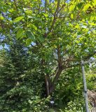 Paulownia tomentosa. Скелетные ветви и часть кроны. Слева пихта бальзамическая (Abies balsamea). Волгоград, Волгоградский региональный ботанический сад. 23.05.2026.