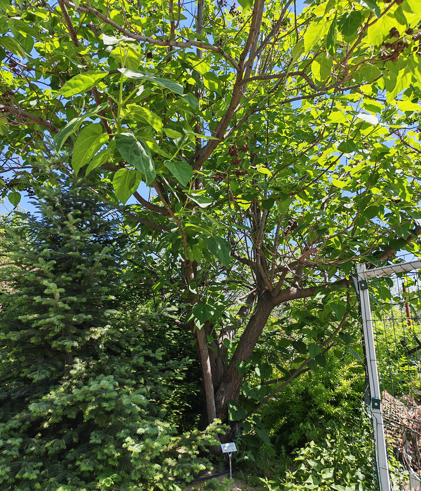 Изображение особи Paulownia tomentosa.