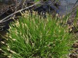 род Carex. Цветущее растение. Хабаровский край, г. Комсомольск-на-Амуре, пойма ручья Тёплый ключ. 16.05.2026.