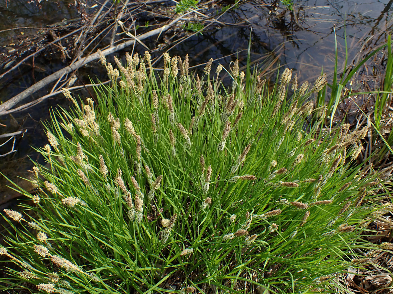 Изображение особи род Carex.