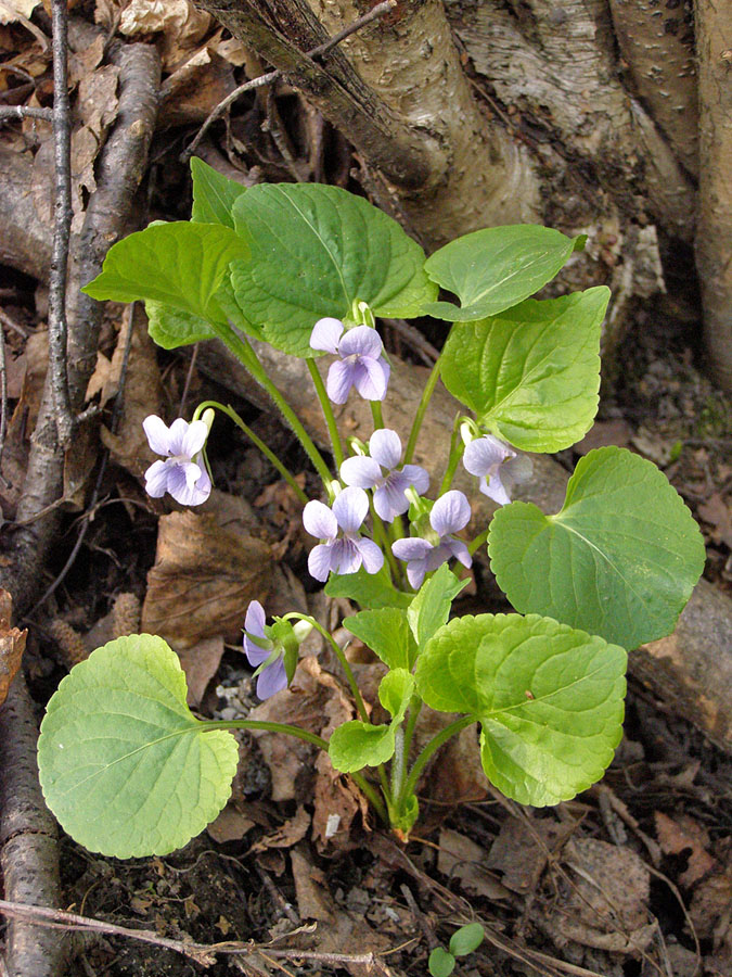 Изображение особи Viola mirabilis.