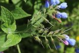 Symphytum asperum. Отцветающее соцветие. Санкт-Петербург, Кировский р-н, двор жилого дома, газон. 19.06.2026.
