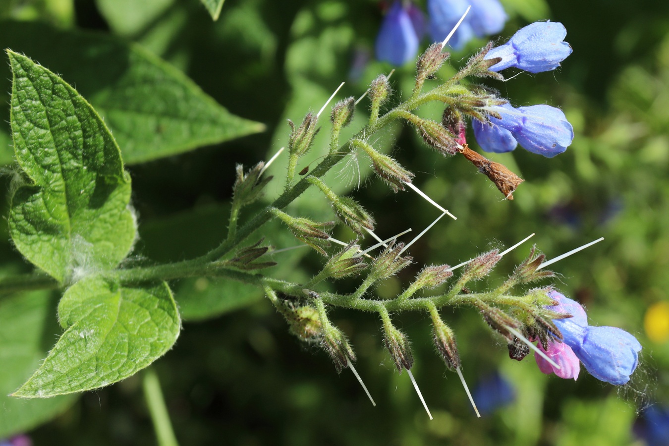 Изображение особи Symphytum asperum.
